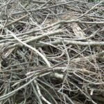 Picture shows a pile of sticks prepared for yard waste removal in the NY Capital Region